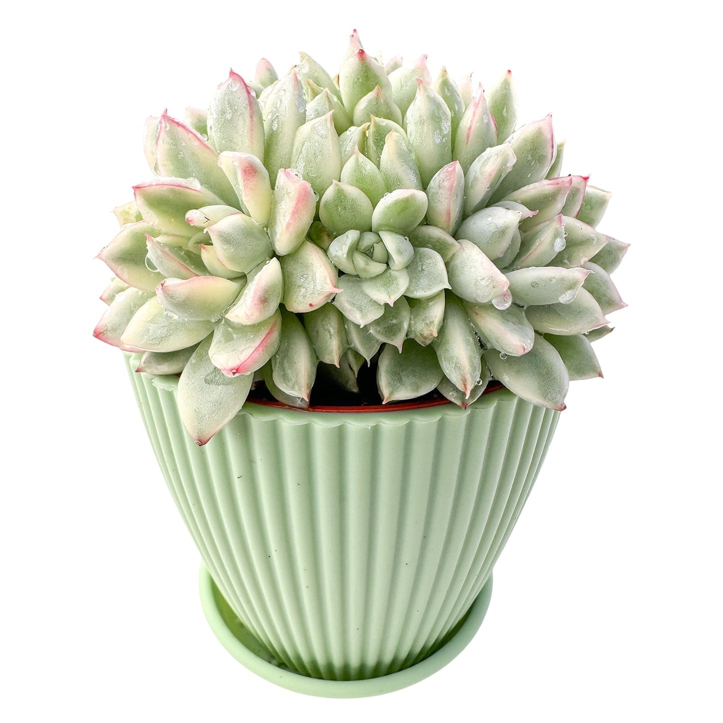 Echeveria Mebina Variegata (4 inch)