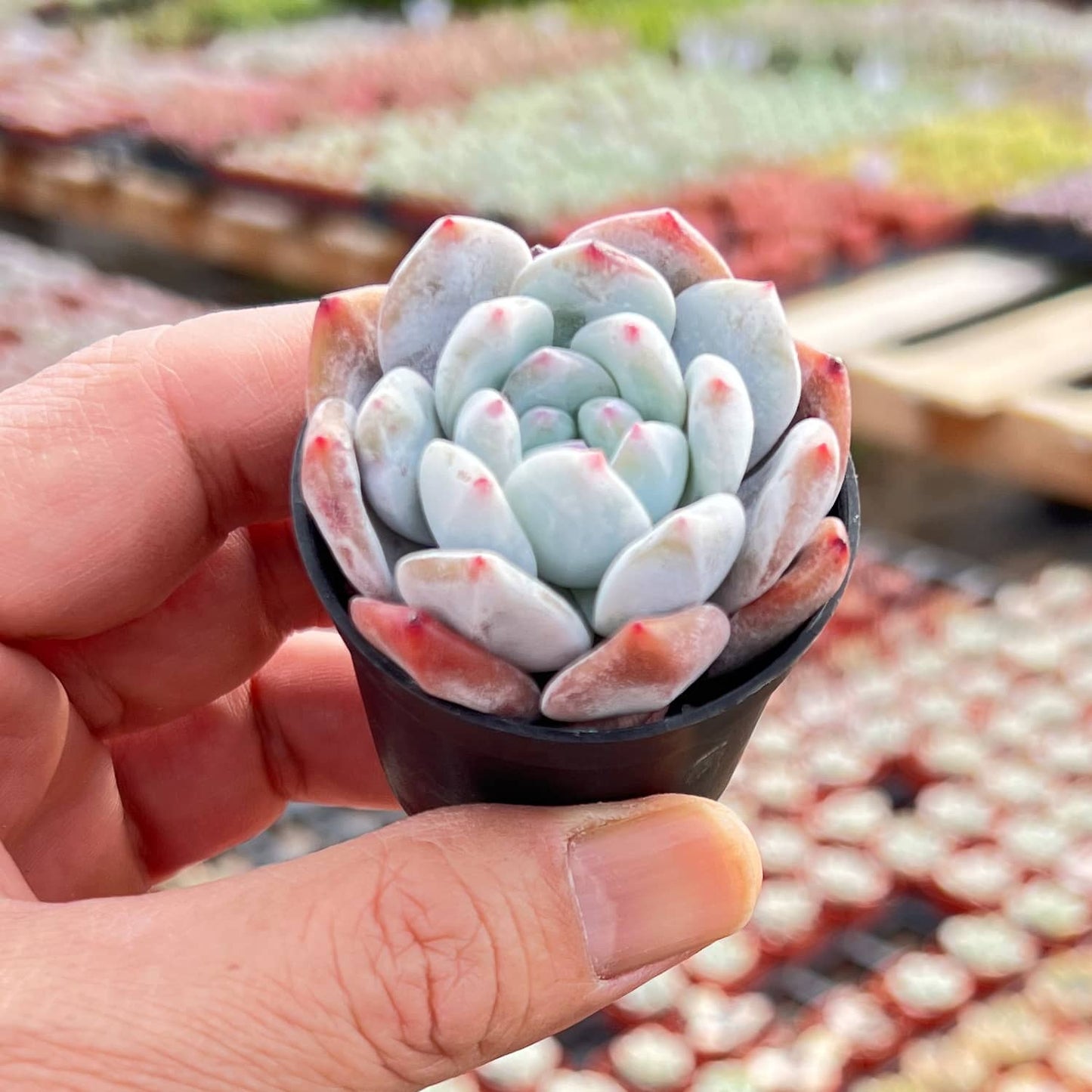 Echeveria Monroe Succulent