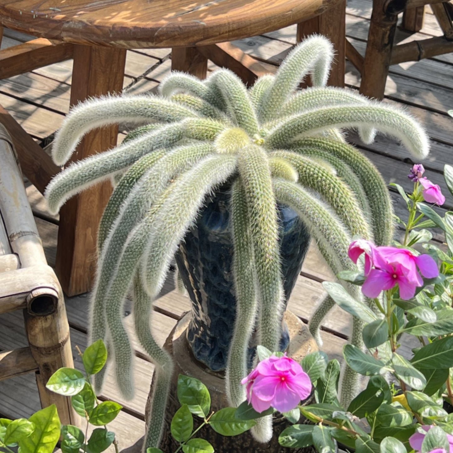 Monkey Tail Cactus / Hildewintera Colademononis