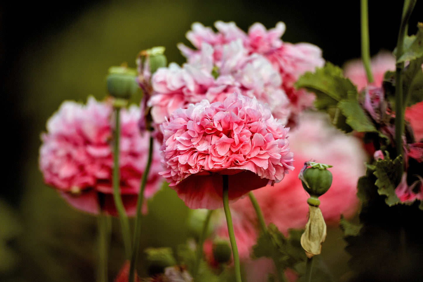 Organic Rose Peony Poppy Seeds – Grow Stunning Peony-Like Flowers in Your Garden