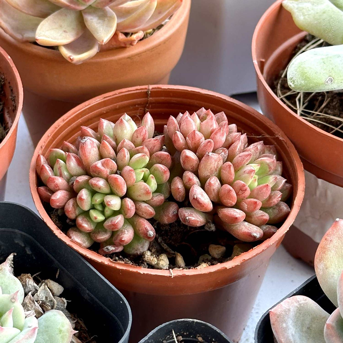 Sedeveria Pink Ruby