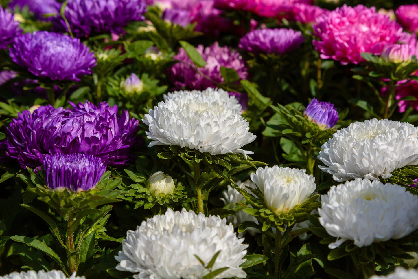 Duchess White Paeony Aster Seeds – Grow Elegant Peony-Like White Flowers in Your Garden
