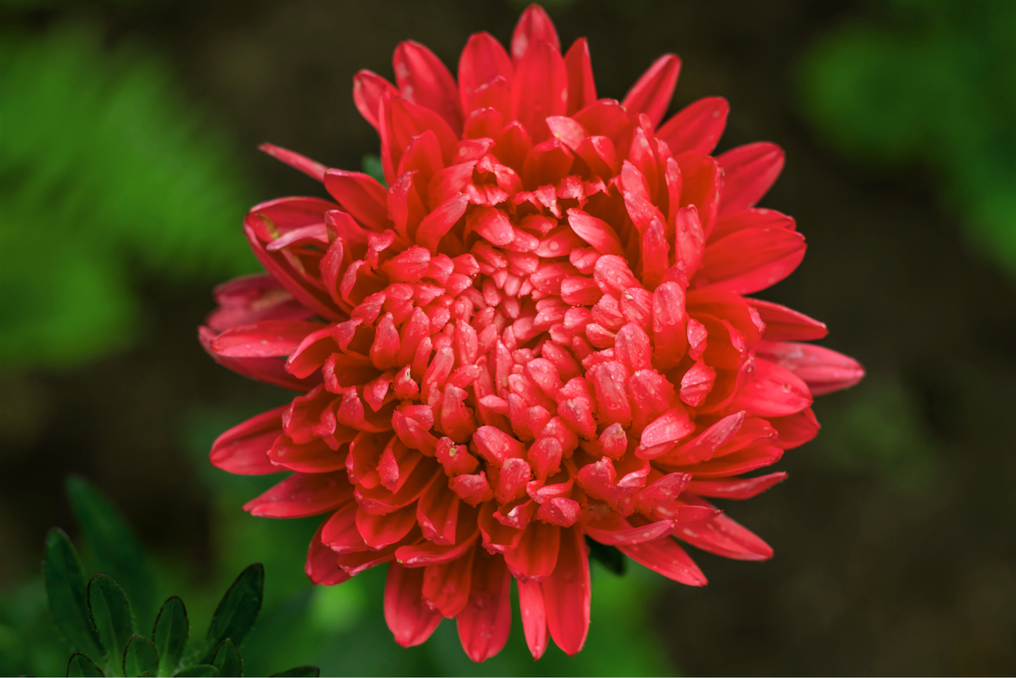 Scarlet Paeony Aster Seeds – Grow Vibrant Peony-Like Red Flowers in Your Garden