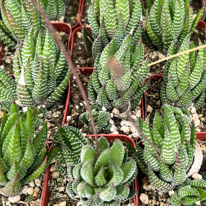 Haworthia coarctata