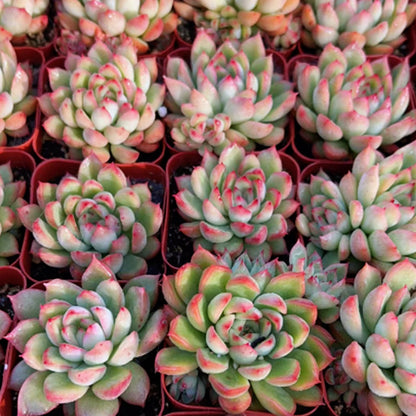 Echeveria 'Mebina'