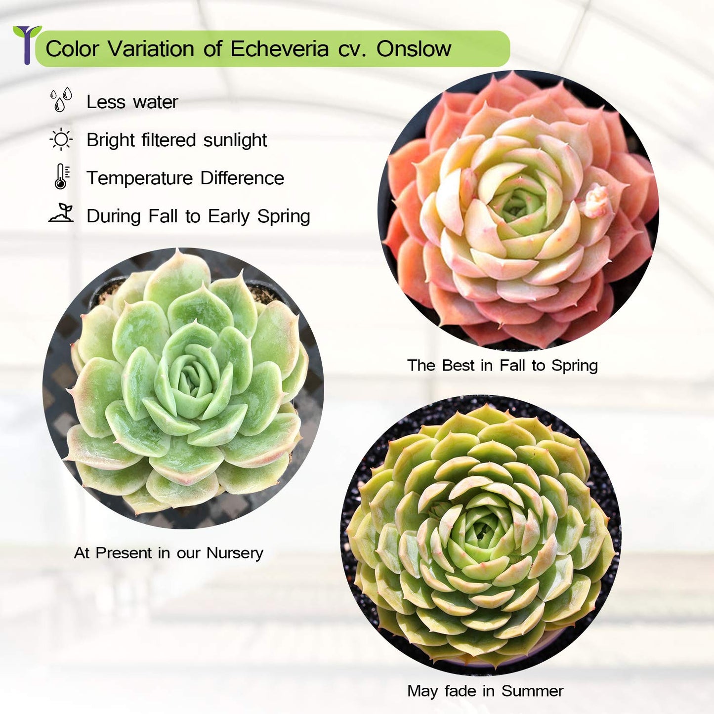 Echeveria cv. Onslow