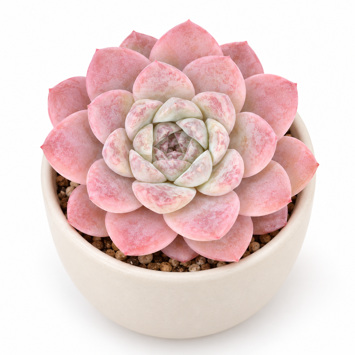 Mystery Succulent Plant – A Surprise Pick Just for You