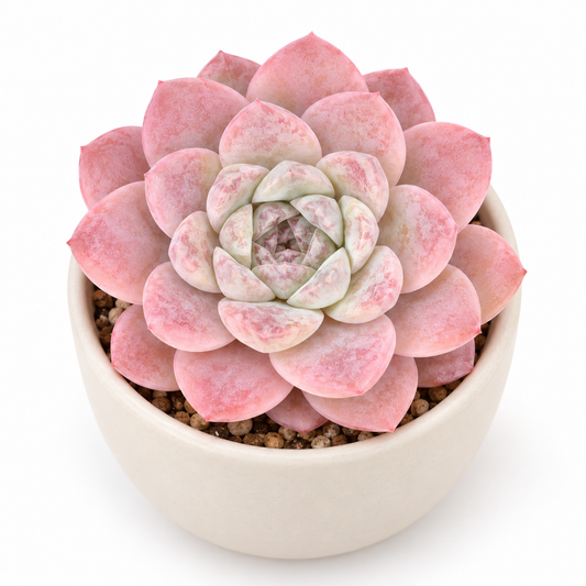 Rose Quartz Echeveria Succulent