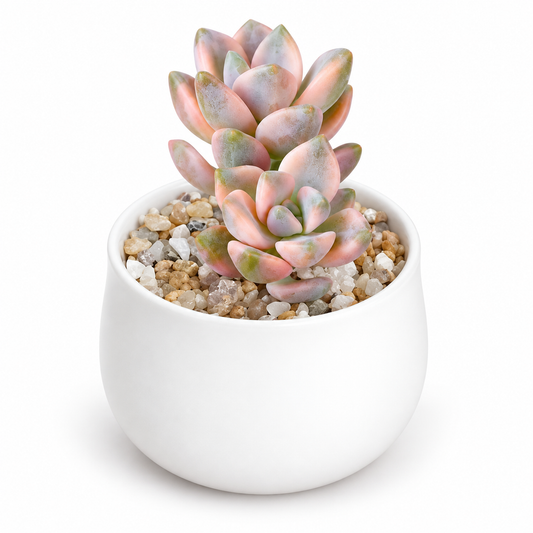 Pastel Blush Succulent