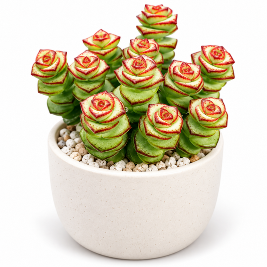 Red-Edged Pagoda Succulent