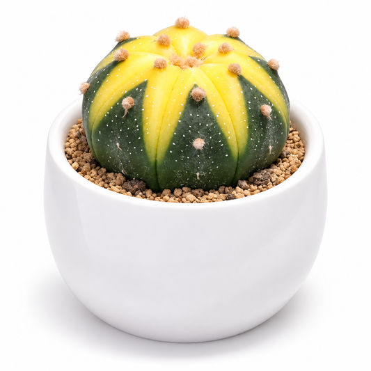 Golden Star Variegated Cactus