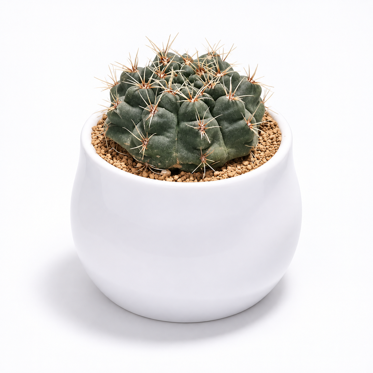 Dark Emerald Barrel Cactus