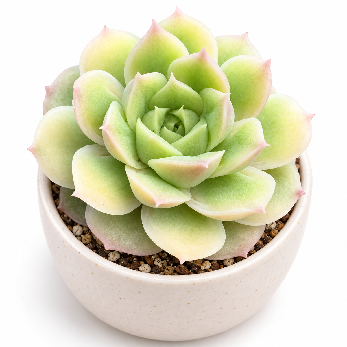 Mystery Succulent Plant – A Surprise Pick Just for You
