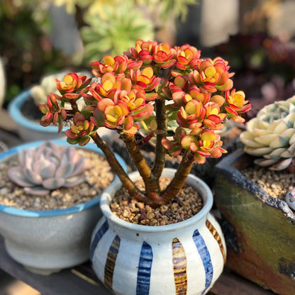 Crassula Ovata Crosby's Compact (Dwarf Jade Plant) Little