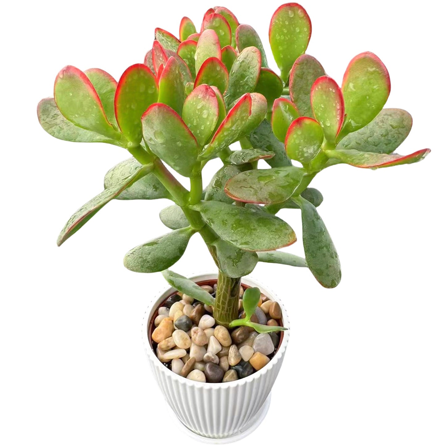 Crassula Ovata 'Hummel Sunset' (4 inch)