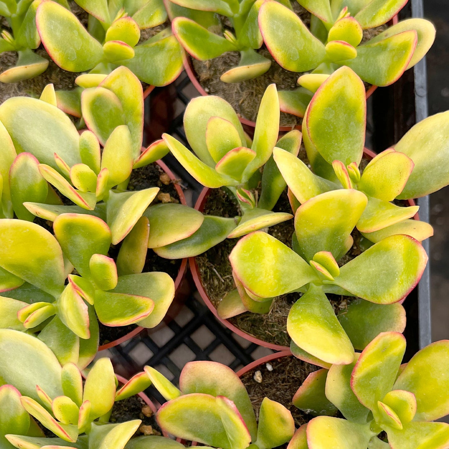 Crassula Ovata 'Hummel Sunset' (4 inch)