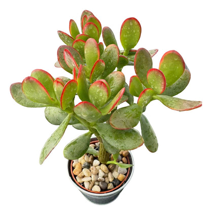 Crassula Ovata 'Hummel Sunset' (4 inch)