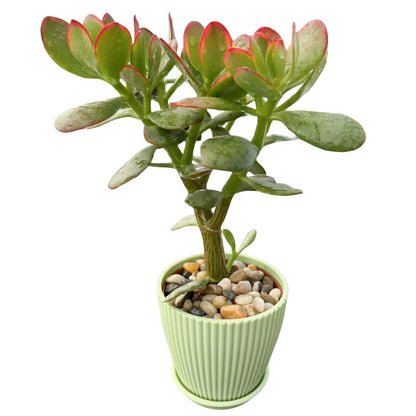 Crassula Ovata 'Hummel Sunset' (4 inch)