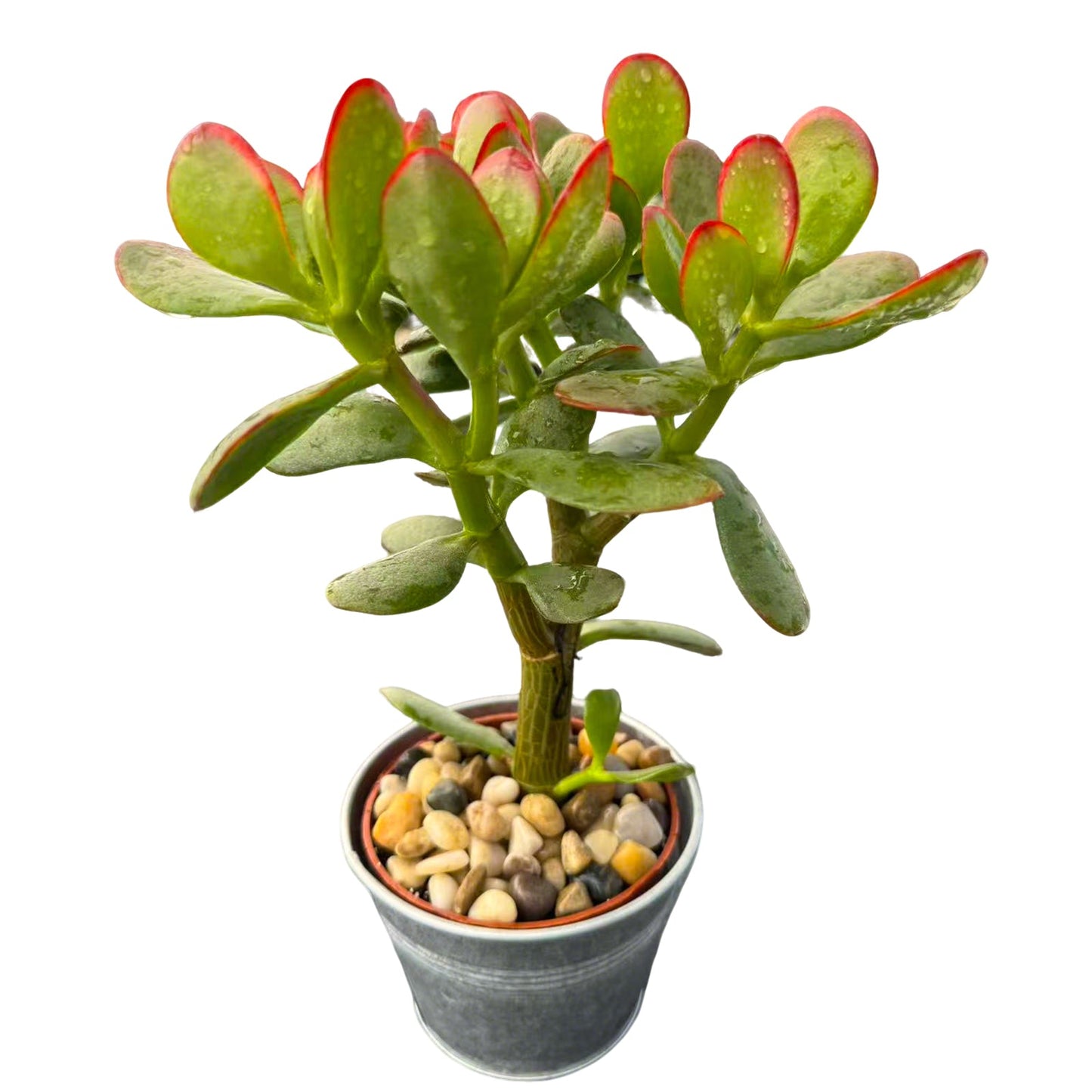 Crassula Ovata 'Hummel Sunset' (4 inch)