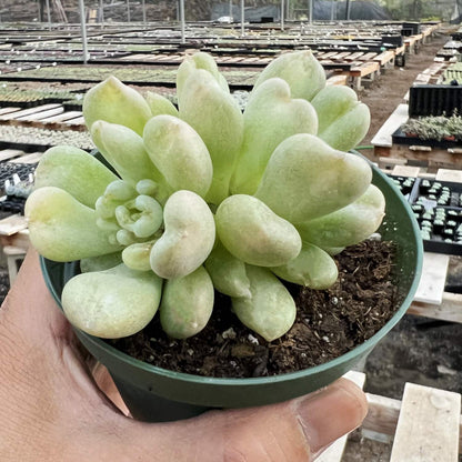 Echeveria Bill Gates sp. (4 inch)