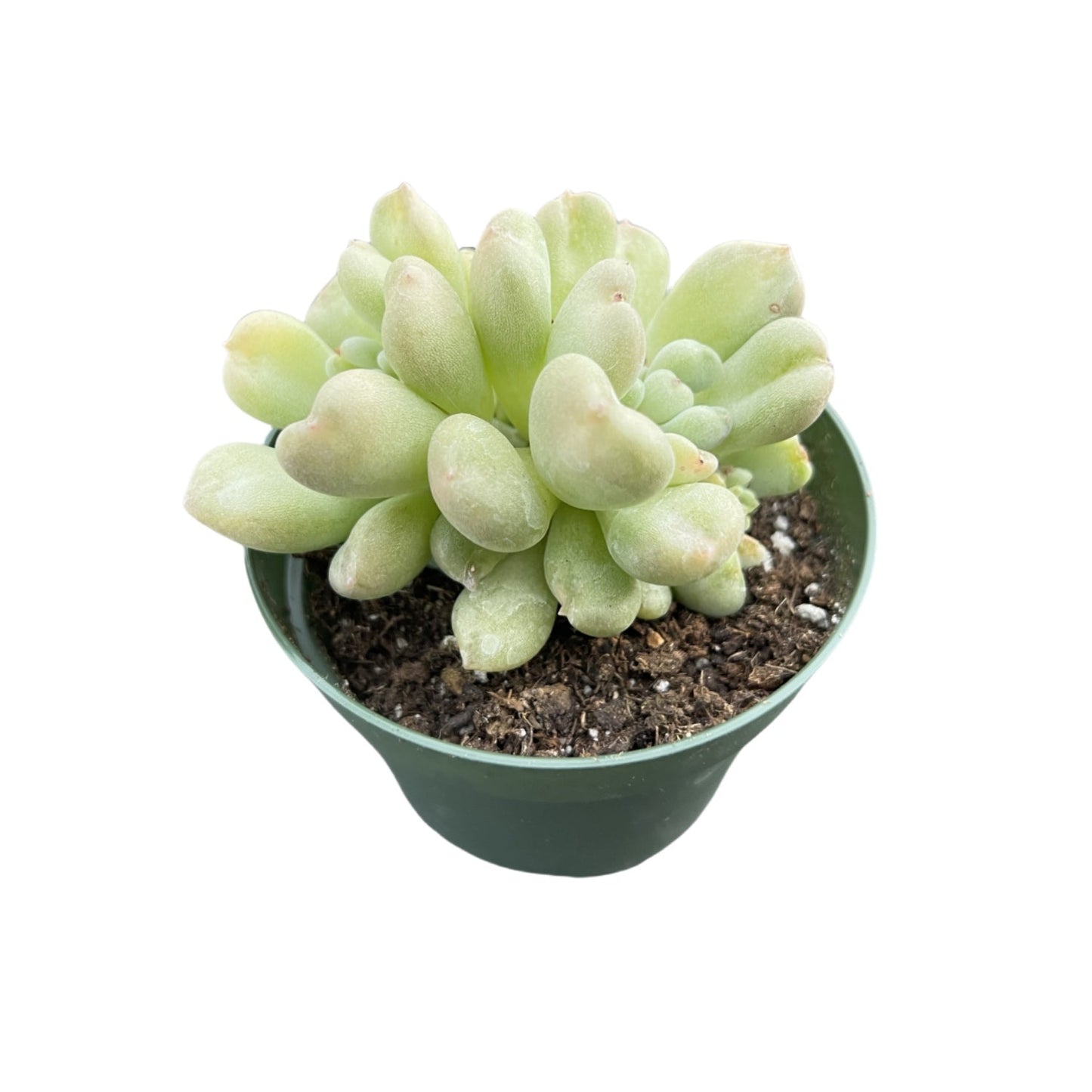 Echeveria Bill Gates sp. (4 inch)