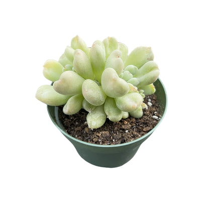 Echeveria Bill Gates sp. (4 inch)