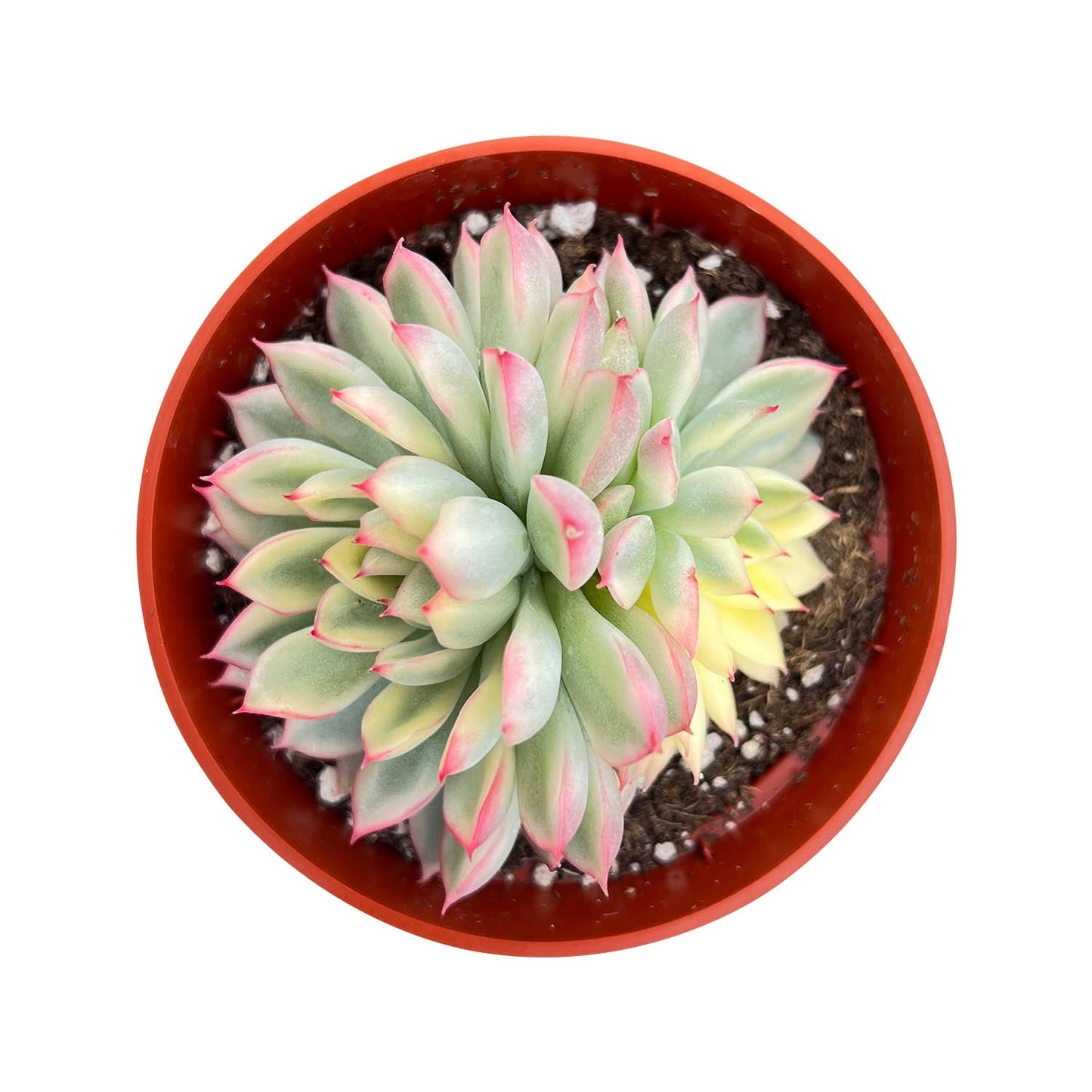 Echeveria Mebina Variegata (4 inch)