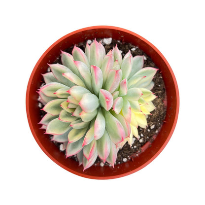 Echeveria Mebina Variegata (4 inch)