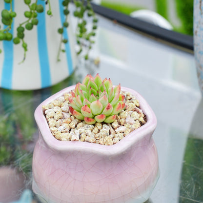 Echeveria 'Mebina'