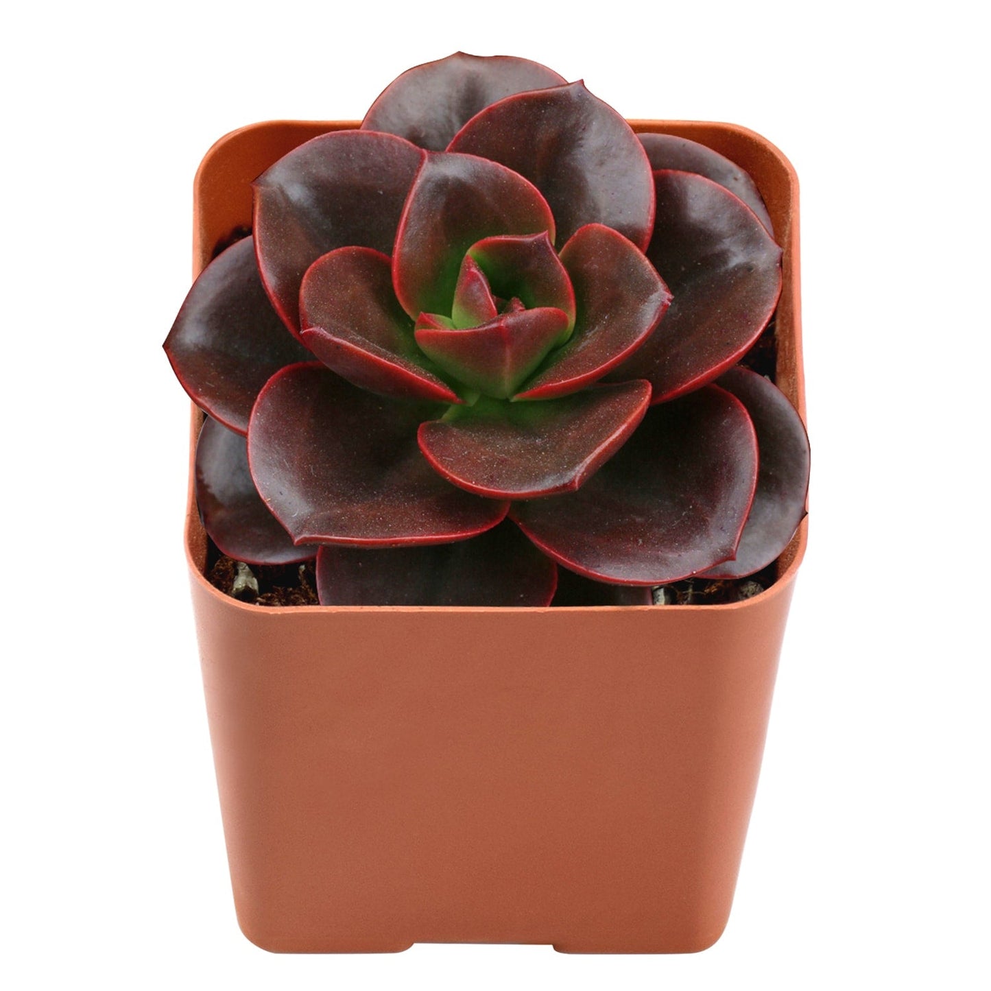 Echeveria 'Melaco'