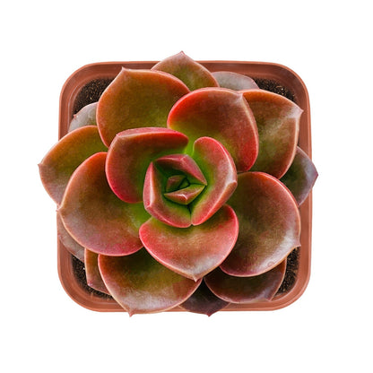 Echeveria 'Melaco'
