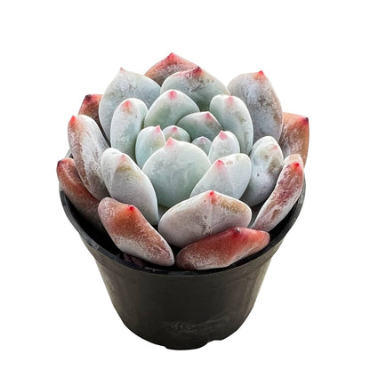 Echeveria Monroe Succulent