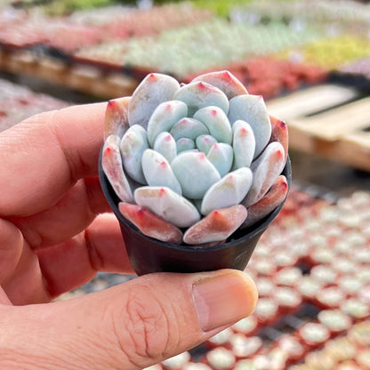 Echeveria Monroe Succulent