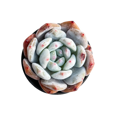 Echeveria Monroe Succulent