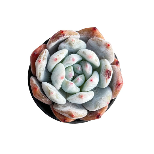 Echeveria Monroe Succulent