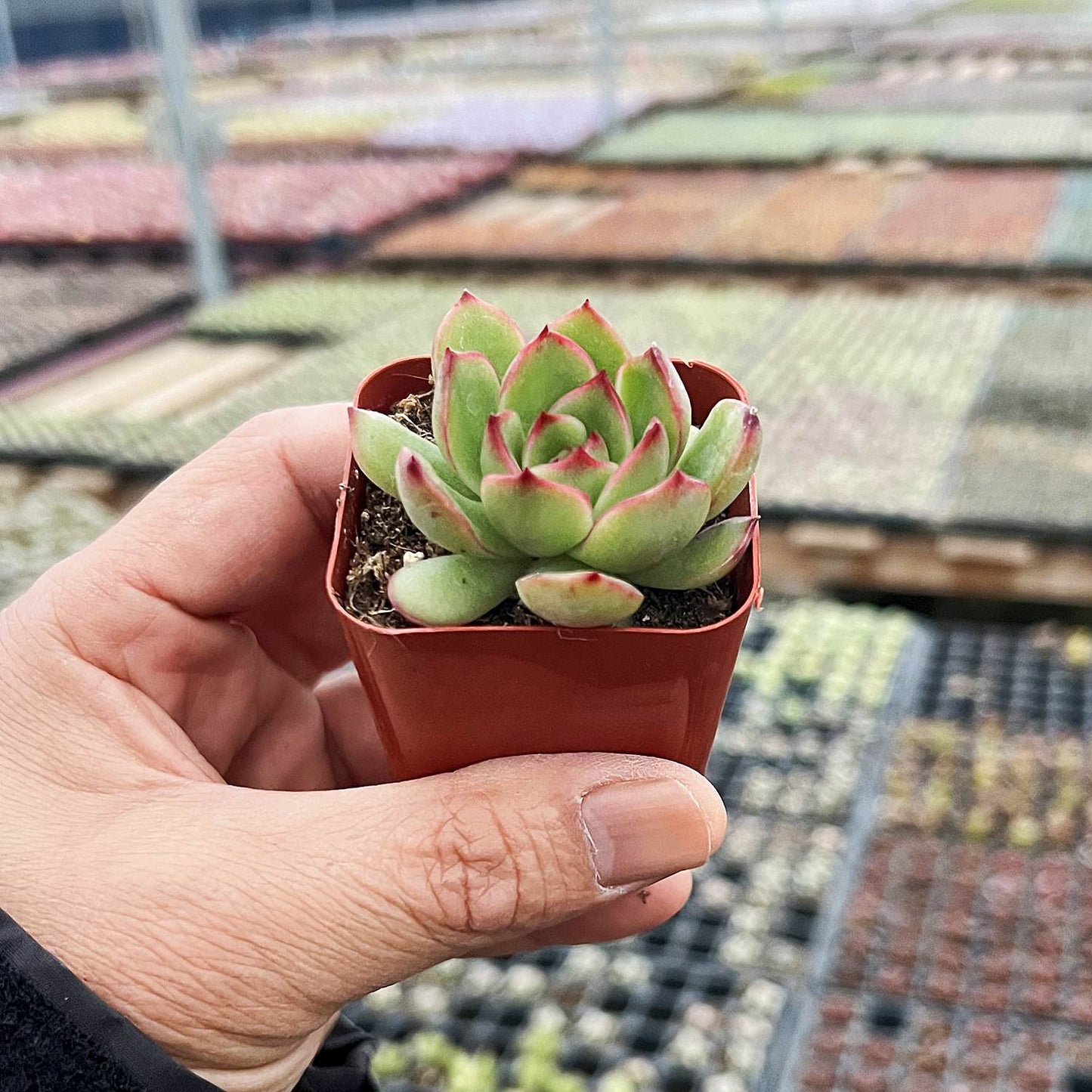 Echeveria 'Puli-lindsayana'
