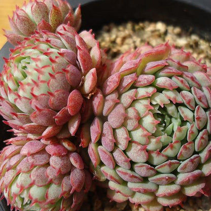 Echeveria Minima