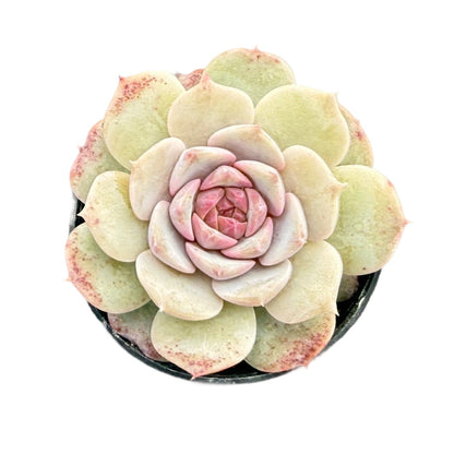 Echeveria 'Crystal Star'