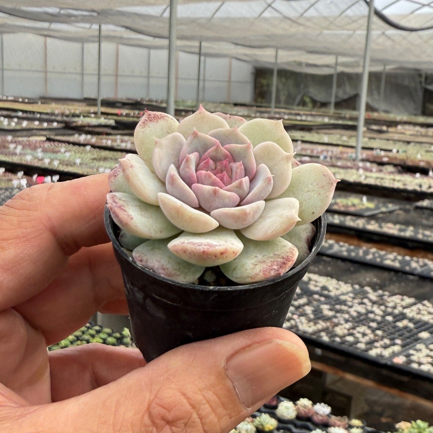 Echeveria 'Crystal Star'