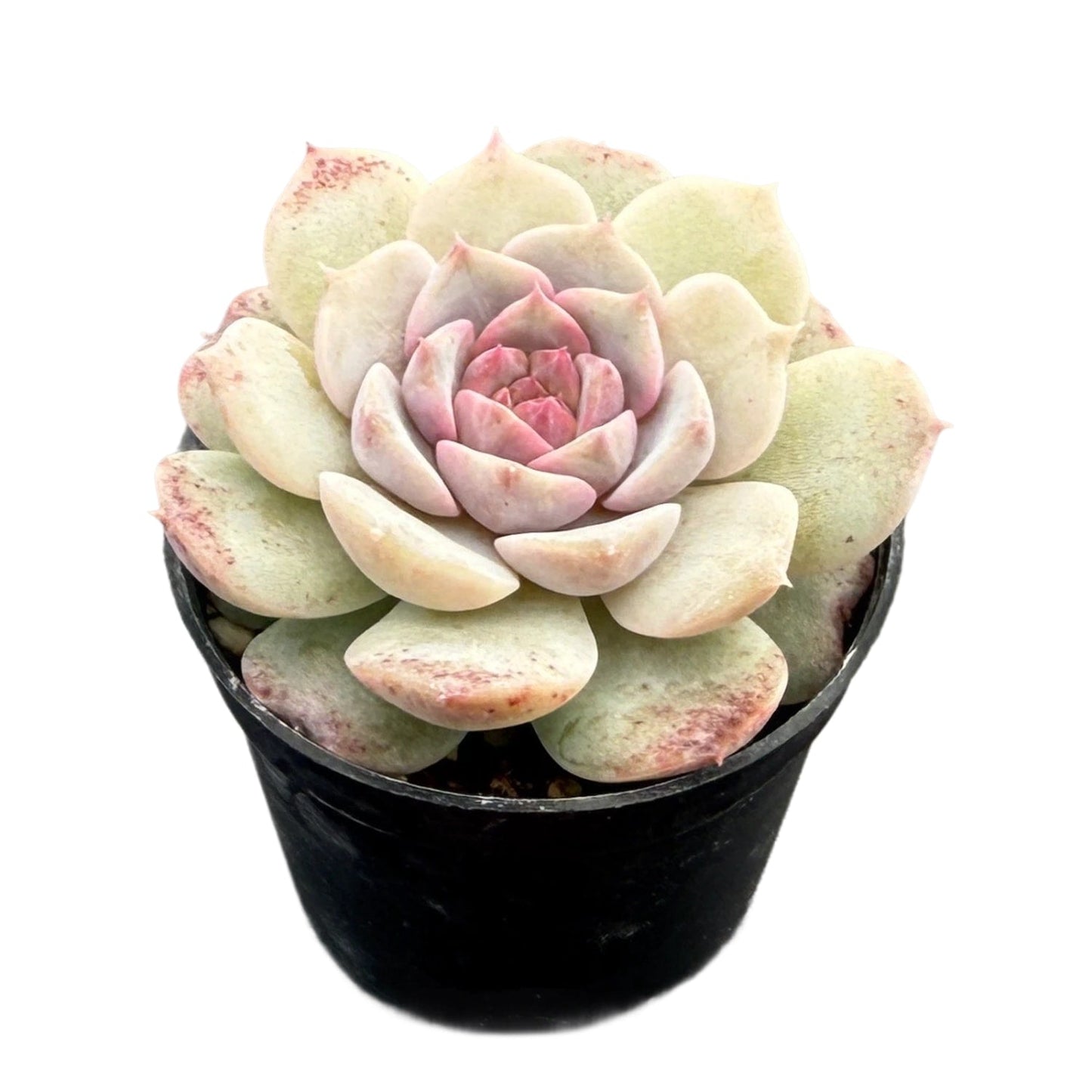 Echeveria 'Crystal Star'