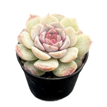 Echeveria 'Crystal Star'