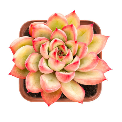 Echeveria 'Mebina'