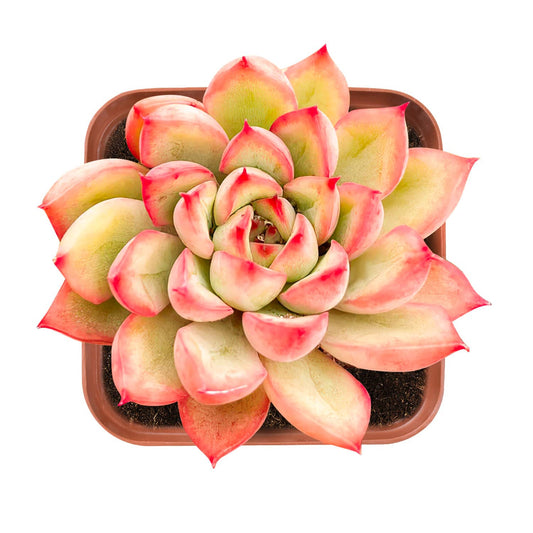 Echeveria 'Mebina'