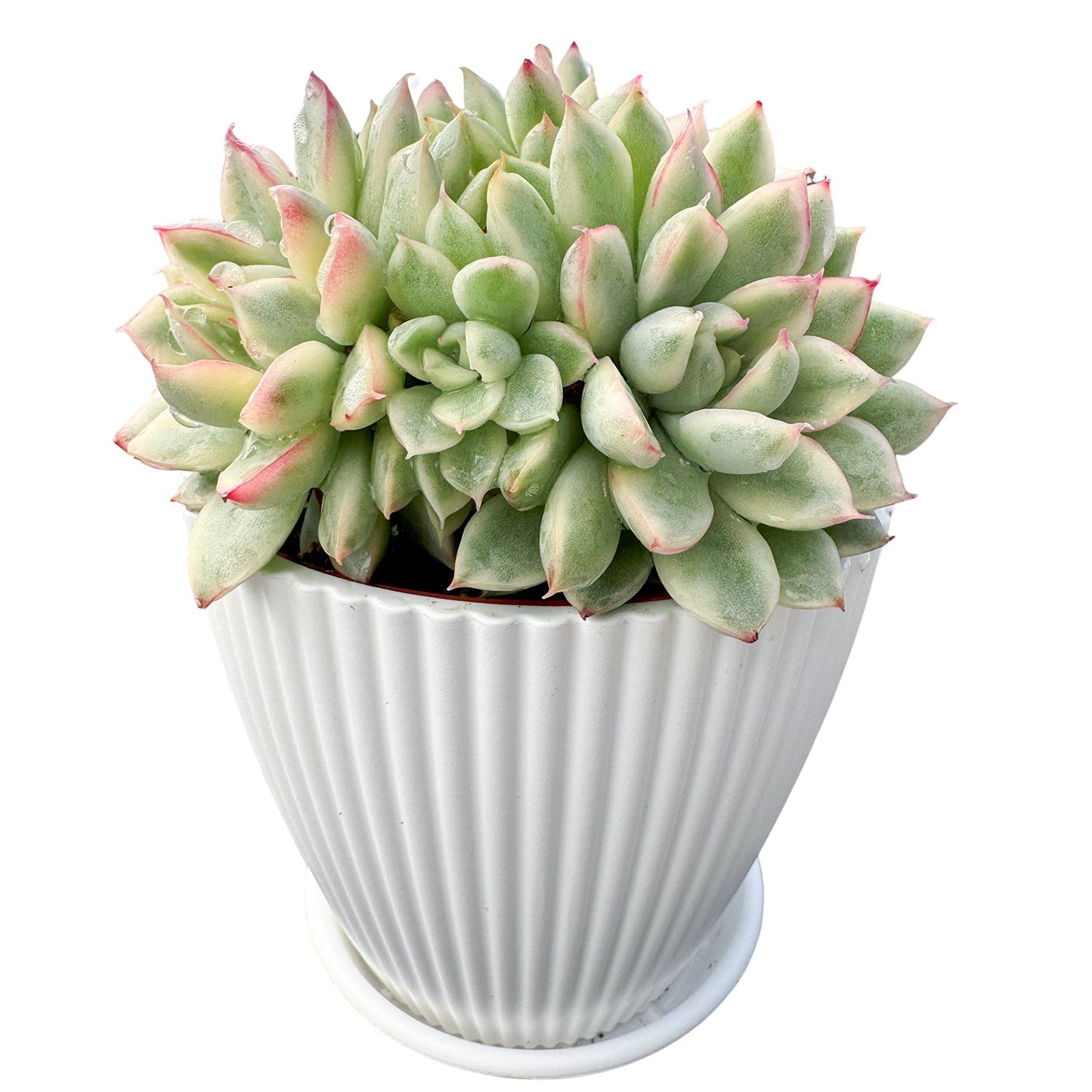 Echeveria Mebina Variegata (4 inch)