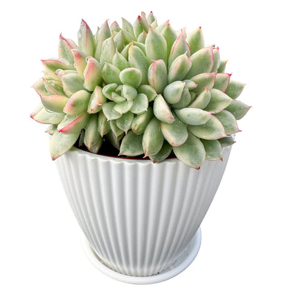 Echeveria Mebina Variegata (4 inch)