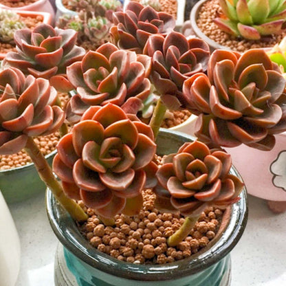 Echeveria 'Melaco'