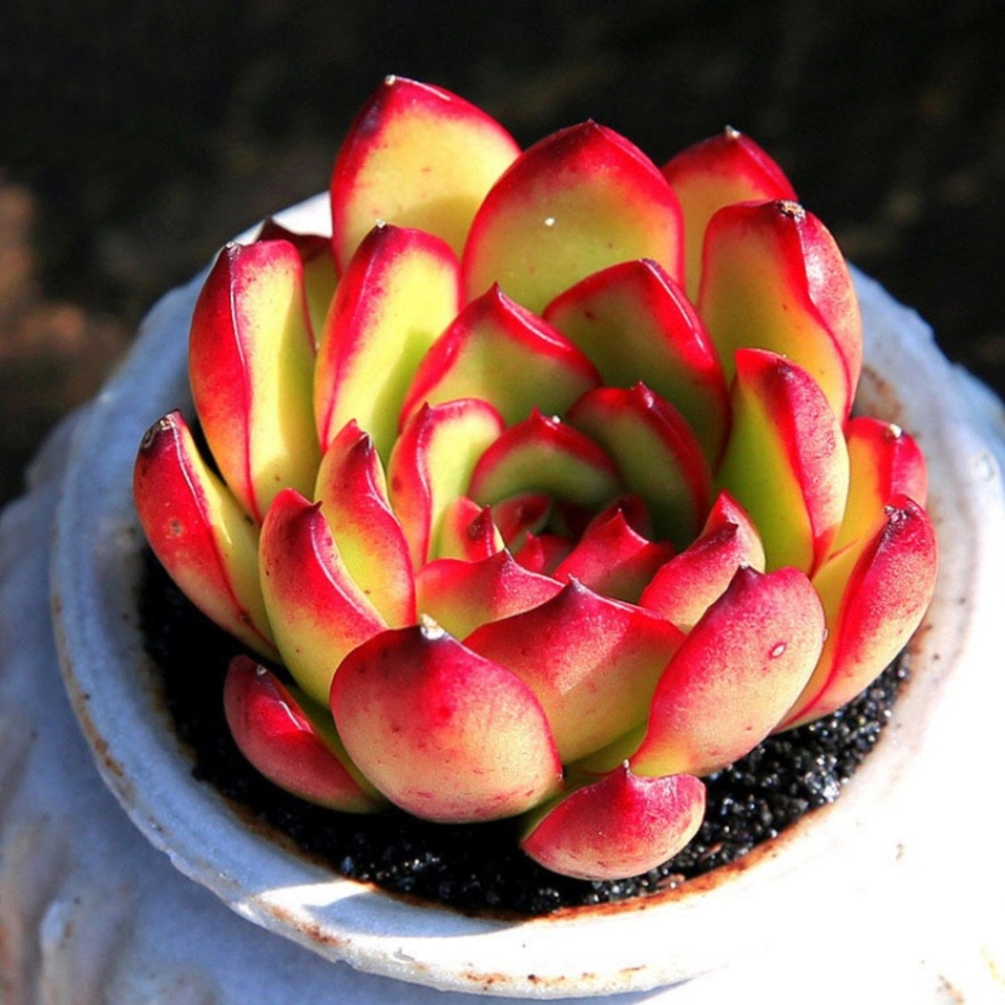 Echeveria 'Puli-lindsayana'