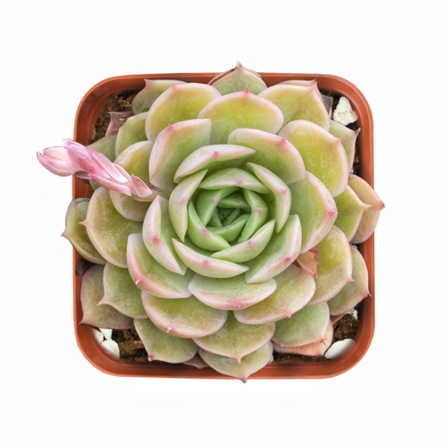 Echeveria cv. Onslow