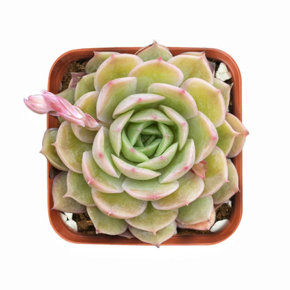 Echeveria cv. Onslow