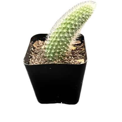Monkey Tail Cactus / Hildewintera Colademononis